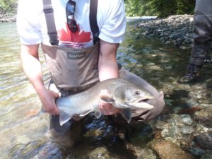 Bull trout caught on the Cheakamus River
