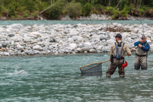 netting a large bull trout