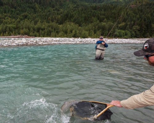 Netting a large bull trout for a client
