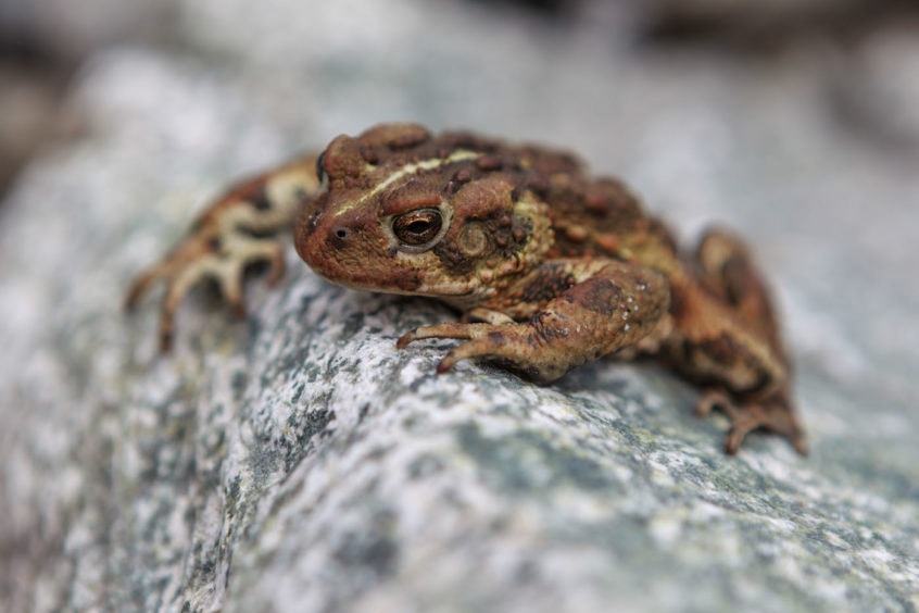 Small toad resting on the river bank