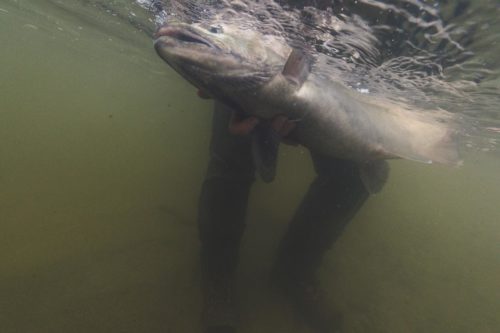 Angler with coho salmon underwater view