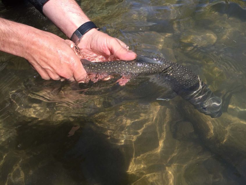 bull trout released in Squamish BC