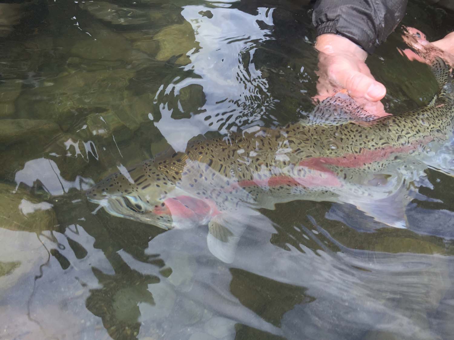 Release of a Squamish Rainbow Trout