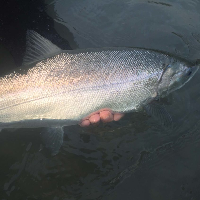 fly caught coho salmon in Squamish