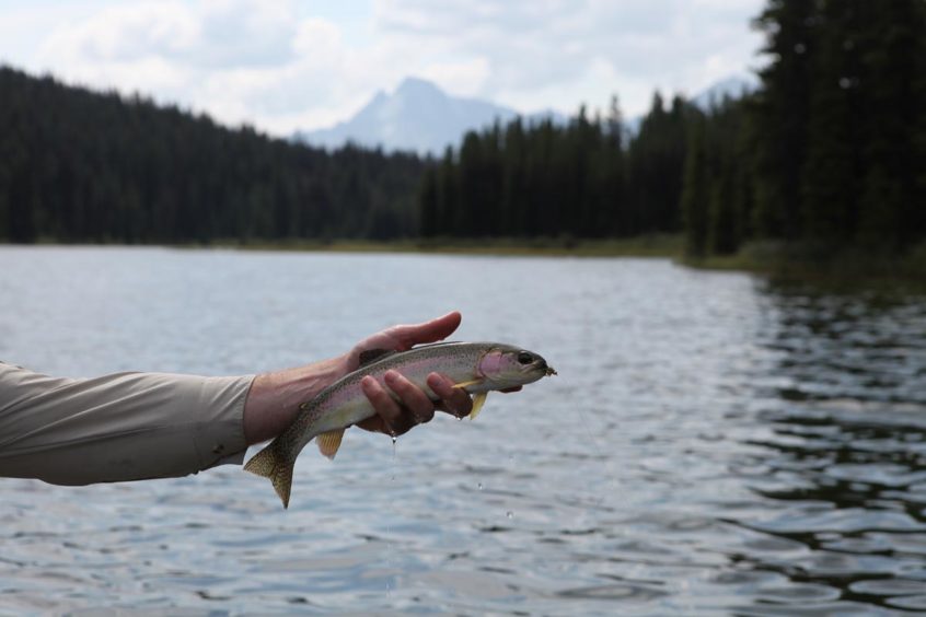 Fishing on the fly in Spruce Lake Protected Area, B.C.