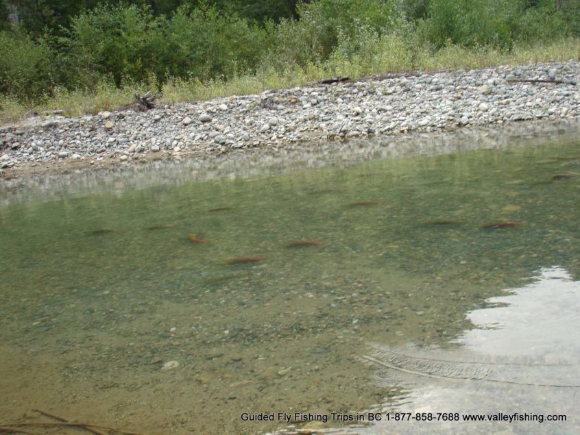 Salmon near Whistler BC
