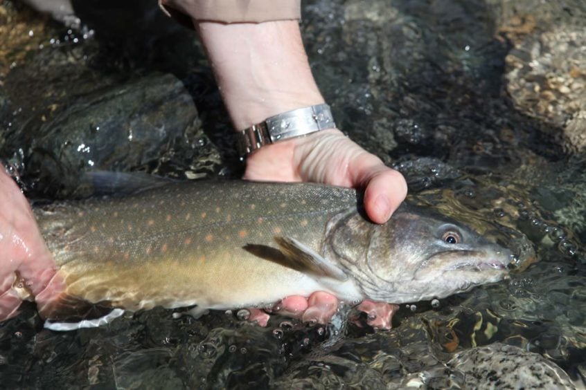 Bull Trout Whistler BC