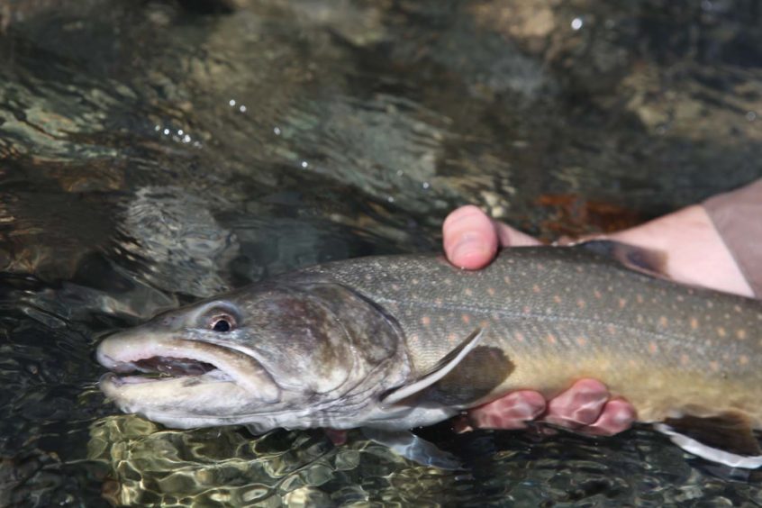 Whistler Fly Fishing for Bull Trout