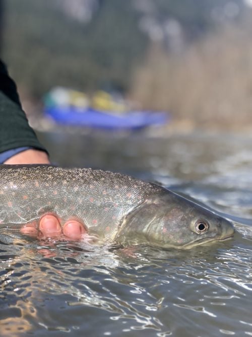 Float Trips for Bull Trout