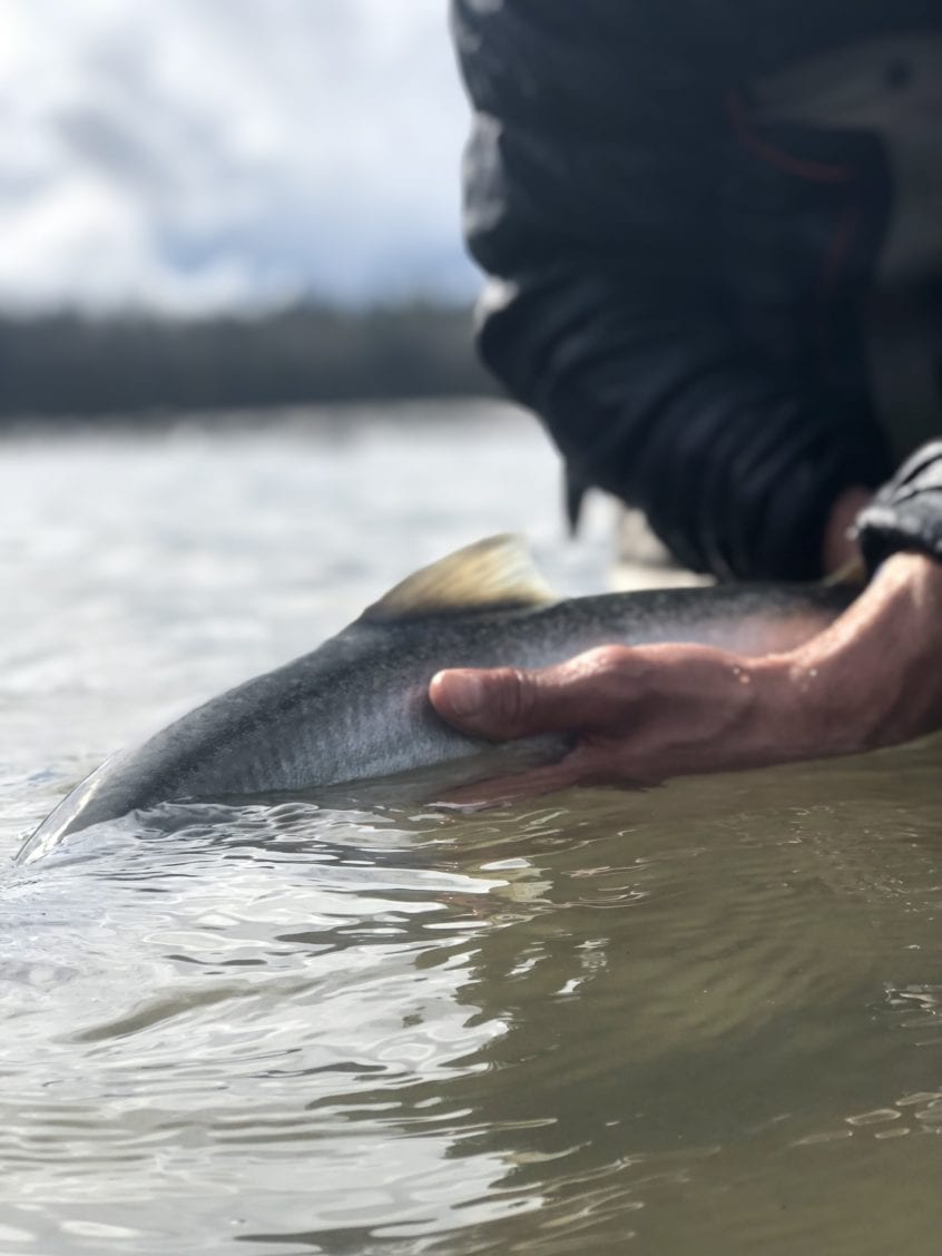 Releasing a Fly Caught Bull Trout