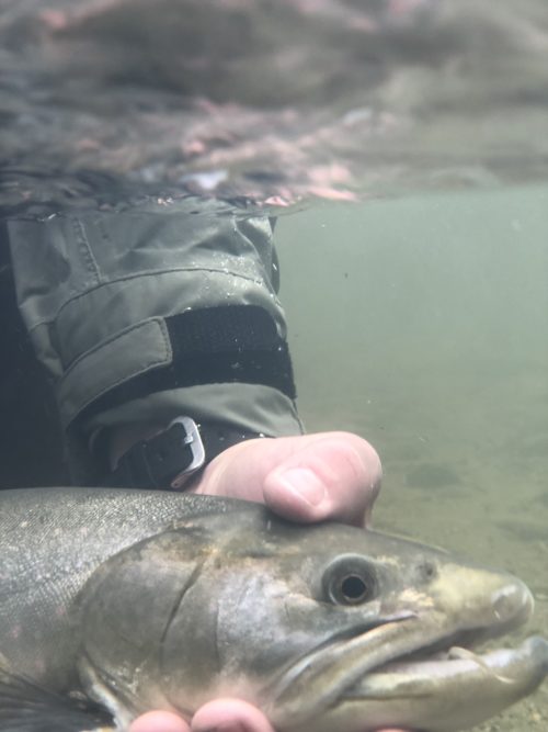 Catch and release fly fishing for Bull Trout