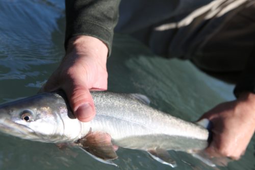 Sea-run bull trout from Squamish
