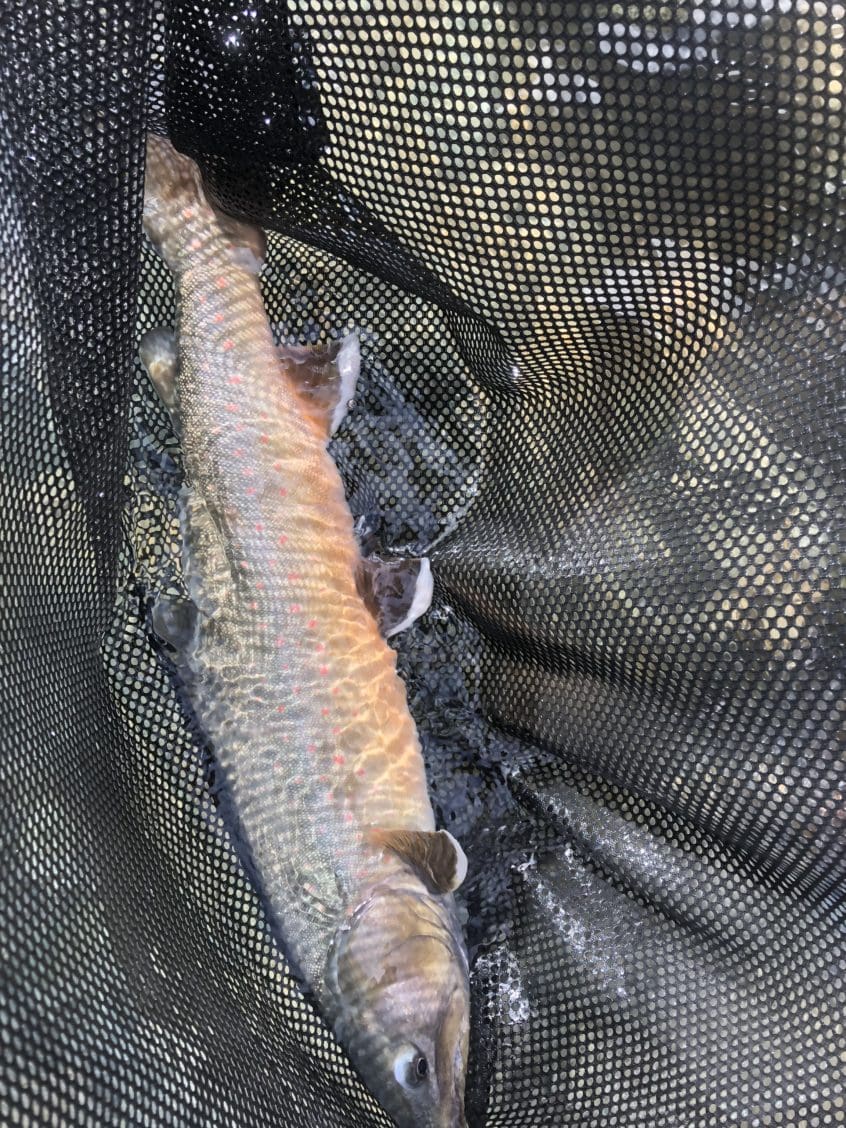 Bull trout in Spawning colours