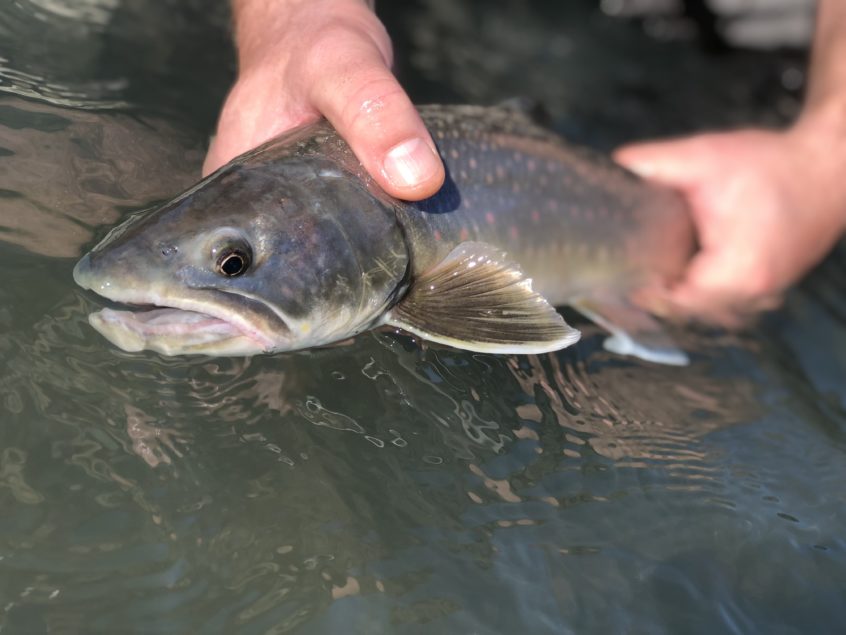 Bull trout caught fly fishing in Squamish